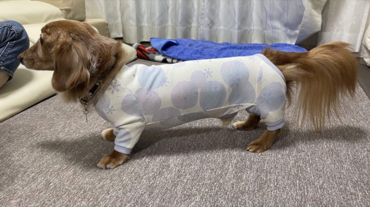 犬服ギャラリー